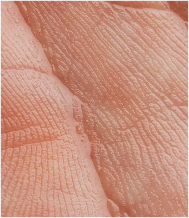 Zbliżenie na strukturę sk&oacute;ry dłoni &ndash; widoczne linie papilarne i naturalna tekstura nask&oacute;rka