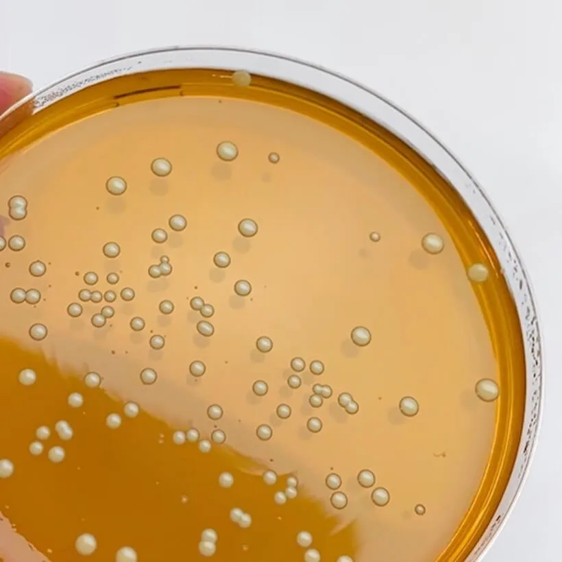 Szalka Petriego z hodowlą bakterii &ndash; badania nad skutecznością probiotyk&oacute;w YUN Probiotherapy